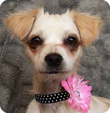 Maybe you would like to learn more about one of these? North Las Vegas Nv Chihuahua Mix Meet Paloma A Dog For Adoption Chihuahua Mix North Las Vegas Chihuahua