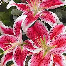 Pin On Flowers