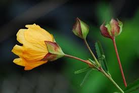 Image result for Sida serratifolia