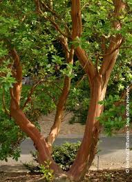 Image result for Andrachne