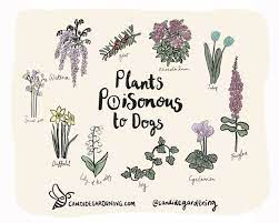 Plants and growing are at the heart of our business and we just want to inspire our customers to enjoy their garden and have quality plants, growing and flowering beautifully. Plants Poisonous To Dogs And What To Do If They Eat Them
