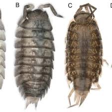 Image result for Indigofera subulifera