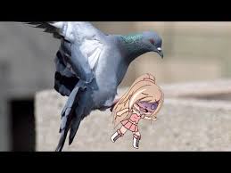 Annoying Pigeon Meme Gacha Life Youtube Animated Animals Cute Anime Character Pigeon Meme
