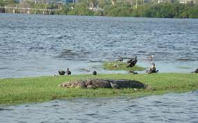 Zona turística de tampico tamaulipas ,el mejor lugar para despejarse de la rutina Tras Ataque De Cocodrilo Vigilaran Laguna De Carpintero