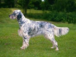 Kennel club accredited, licensed and hobby breeders. English Setter Breeds A To Z The Kennel Club