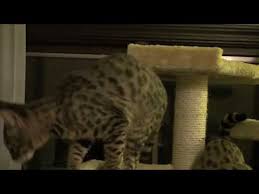 F1 savannah kittens is an expert savannah cat breeder. Savannah Cat Making Funny Sounds Youtube