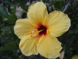 The hawaiian hibiscus includes seven species of hibiscus that are native to hawaii, but the hibiscus brackenridgei or yellow hibiscus, in particular, is the state flower. Beautiful Flowers Hawaii State Flower Picture