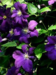 No matter where you plant it, this vine transforms your outdoor living. Clematis Vine Growing Clematis Plant In A Container Perennial Flowering Vine