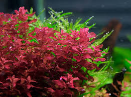 Image result for Rotala submersa