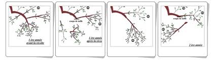 Oulibo Cooperative Huile Olive Verte Noire Lucques Sud France Oleiculteur Visite Degustation Tourisme Recettes Cabezac Bize Minervois Olivier Taille En Gobelet L Oulibo