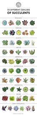 This type of succulent (echeveria pulvinata) has soft, velvety leaves and. 50 How To Identify Types Of Succulents Ideas Types Of Succulents Succulents Windowsill Garden