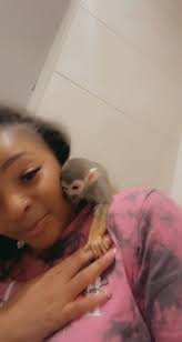 Mischievous Monkey Interrupts Silk Press Hairdo