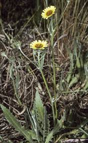 Image result for Tolpis