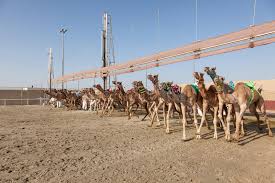 If you want to visit the race track, you should visit before 10 am so that you can watch the camels the camel racing competitions take place from october till february every year on fridays. Camel Race In Doha Qatar Editorial Photography Image Of Track 64837137
