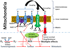 Image result for Discopodium penninervium