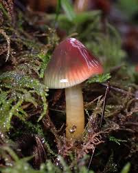 Image result for Ficalhoa laurifolia