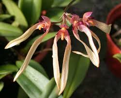 Image result for Bulbophyllum longiflorum
