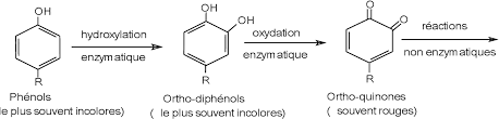 The process of browning is one of the chemical reactions that take place in food chemistry and represents an interesting research topic regarding health, nutrition, and food technology. Figure 1 From Etude De L Oxydation De Differents Composes Phenoliques Par La Laccase De Myceliophtora Thermophila Application A La Fonctionnalisation Du Chitosane Semantic Scholar