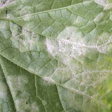 Image result for mildew on cucumbers