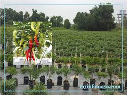Amalan ladang oleh petani adalah menyemai cili di dalam talam semaian dahulu sebelum memindahkan terus ke atas batas. Partime Tanam 830 Pokok Cili Solok Lelaki Ini Kongsi Pendapatan Rm55 000 Ribu Semusim My Info Maya