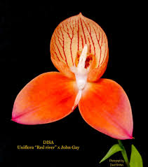 Image result for Disa fragrans