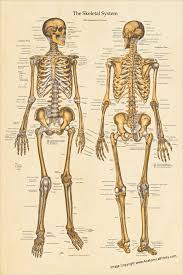 Learn about human anatomy bones with free interactive flashcards. Human Skeletal Anatomy Poster 24 X 36