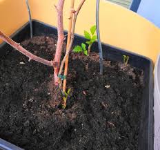 The containers may be metal. My Raspberry In A Pot Grows Babies Next To It Gardening Landscaping Stack Exchange