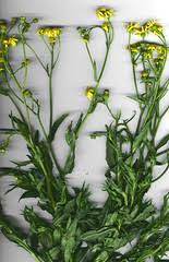 Image result for Cienfuegosia gerrardii