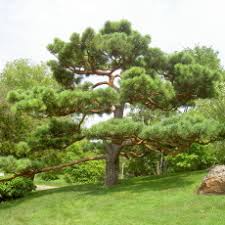 Image result for Dialium englerianum