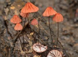 Image result for Psorospermum mechowii