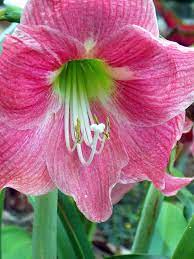 Pink Amarillo By Sheri Mcleroy Spring Garden Flowers Amazing Flowers Beautiful Flowers