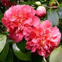 Camellia Japonica Scentsation Camellia Scentsation Scentsation Camellia Winter Blooming Camellias Flowers Petals Winter Flowers Palmers Garden Centre