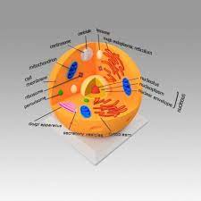 3d nucleus models for download, files in 3ds, max, c4d, maya, blend, obj, fbx with low poly, animated, rigged, game, and vr options. Animal Cell 3d Model Cgtrader