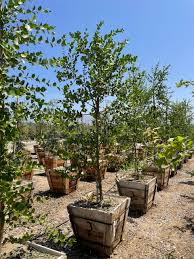 Image result for Quillaja saponaria