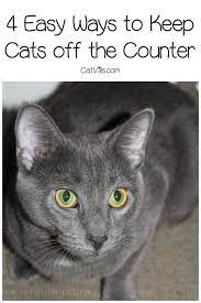 4 Easy Ways To Keep Cats Off The Counter Cat Training Cats Cat Care