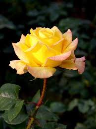 Imagem Embutida Beautiful Rose Flowers Beautiful Flowers Beautiful Roses