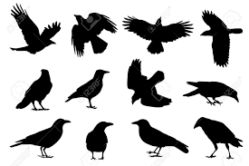 Crow Silhouettes On The White Background Crow Silhouette Crow Images Crow