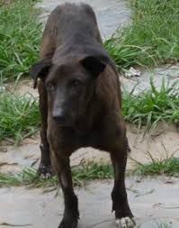 The animal rescue shelter sponsorship sample proposal is an example of a proposal seeking sponsorships and donations for an organization that helps animals. Https Www Globalgiving Org Pfil 10336 Projdoc Pdf