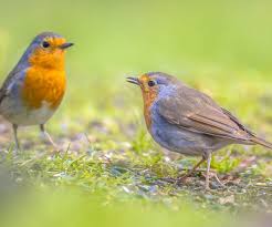 The kids discovered it in easter while hunting for eggs (yes, really!) we set up a tripod to see if. How Can You Tell Male And Female Robins Apart Bird Spot
