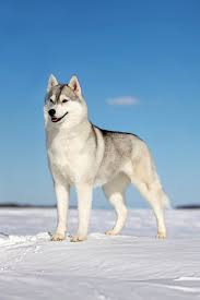 Pin On Huskies Wolves Malamutes