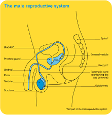 Testicular Cancer Overview Cancer Council Victoria