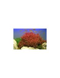 Image result for Nesaea crassicaulis