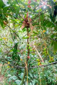 Use the illustrations and pronunciations below to get started. Eurycoma Longifolia Malaysian Ginseng Tongkat Ali Buy Seeds At Rarepalmseeds Com