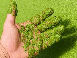 Image result for Lemna