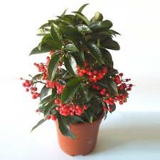 Image result for Ardisia