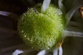 Image result for Dombeya shupangae