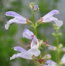 Image result for Xerophyta schlechteri