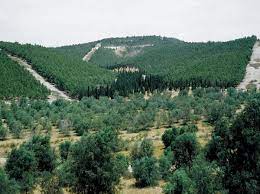 Plant Trees In Israel Trees To Plant Landscape Happy Earth