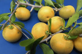 Image result for Dovyalis afra