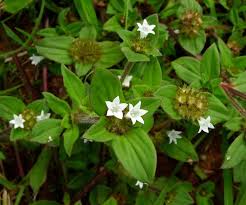 Image result for Richardia brasiliensis